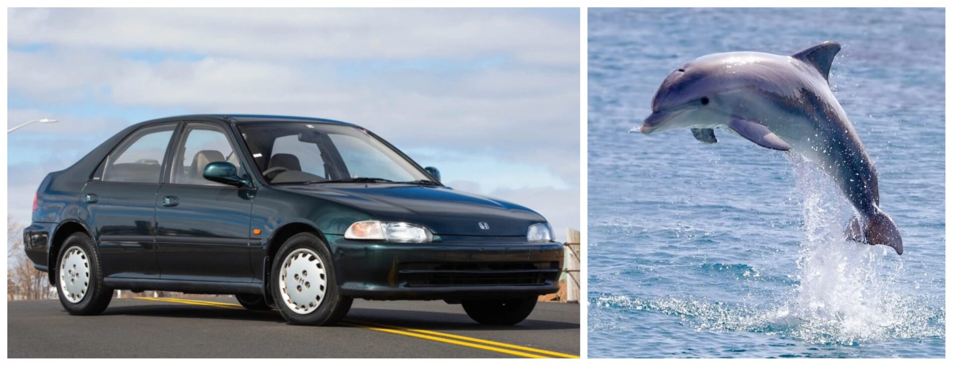 Honda Civic - Dolphin